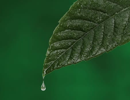 Green fresh leaf with a water drop falling. Natural background