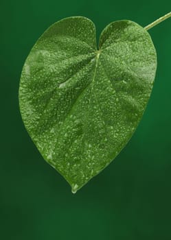 Fresh green leaf on green background, with water drops