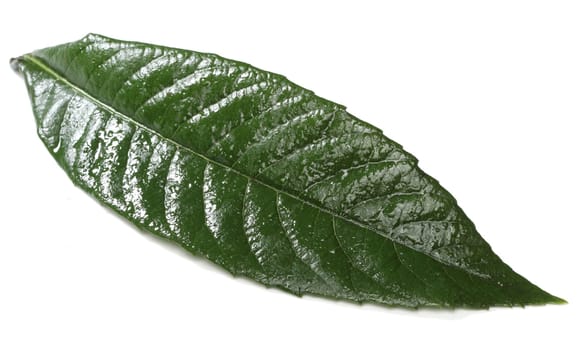 Fresh green leaf isolated on white background