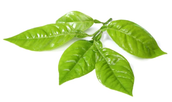 Fresh green leaf isolated on white background