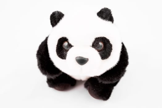Panda teddy bear stuffed toy on white background