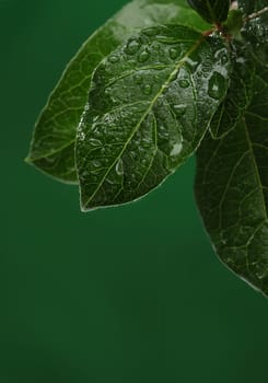 Fresh leaves with water drops. Natural background
