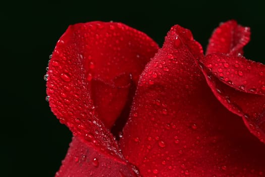 Red rose with lots of water drops. Macro