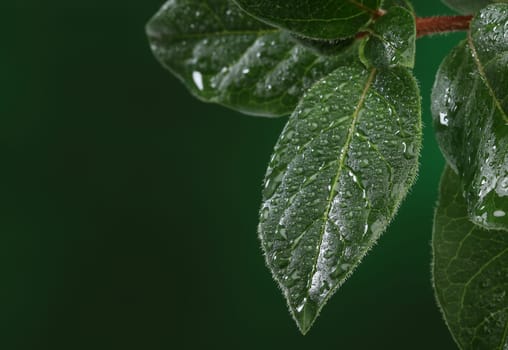 Fresh leaves with water drops. Natural background