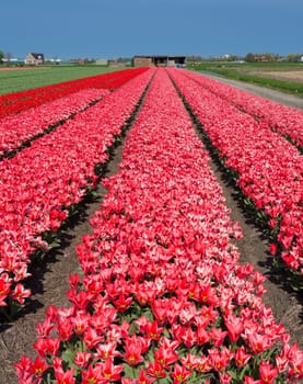 field with red tulips in the netherlands