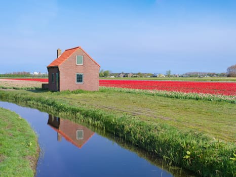 blooming red tulips next to a ditch