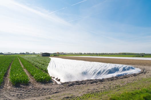 tulip field covered with a large piece of plastic
