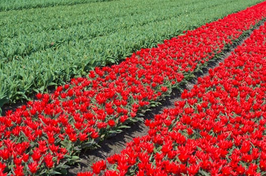 field with red tulips in the netherlands