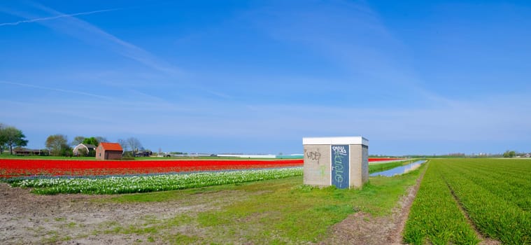 blooming tulips in a dutch landscape