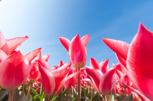 low angle view of a field with beautiful pink tulips
