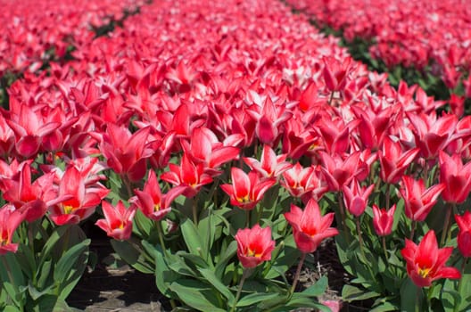 field with red tulips in the netherlands