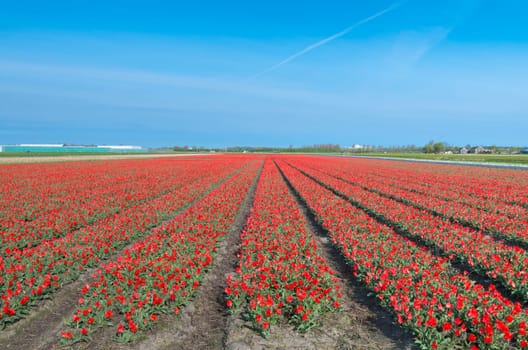 field with red tulips in the netherlands