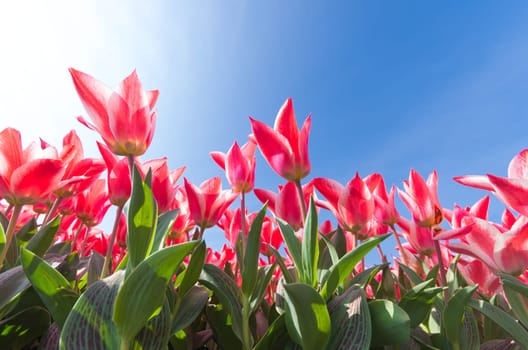 low angle view of a field with beautiful pink tulips