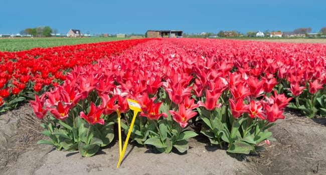 field with red tulips in the netherlands
