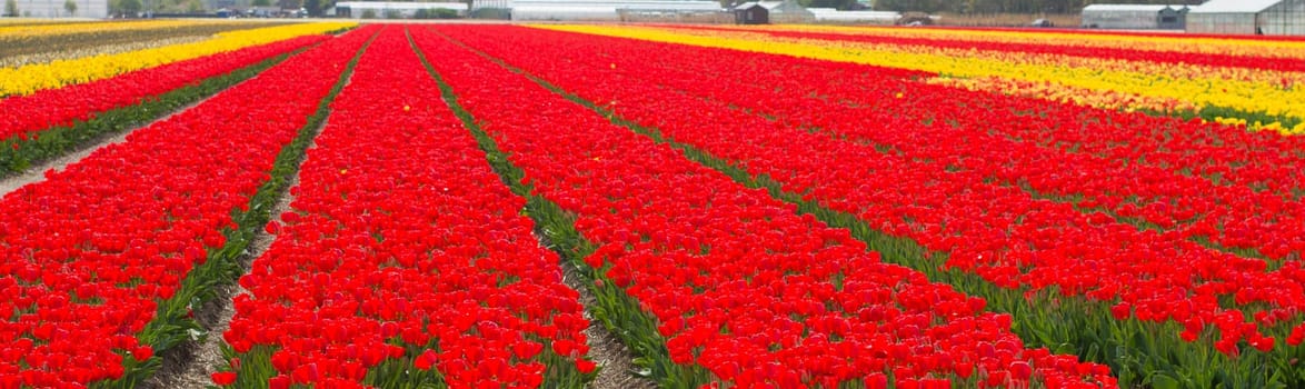 field with red tulips in the netherlands