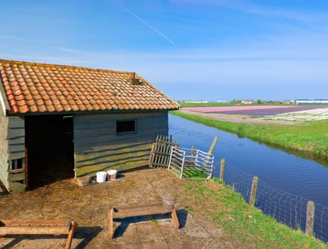 old shed for sheep and goats in a dutch landscape