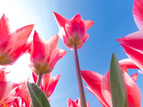 low angle view of a field with beautiful pink tulips
