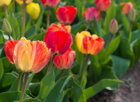 close-up of blooming tulips in a garden