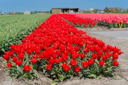 field with red tulips in the netherlands