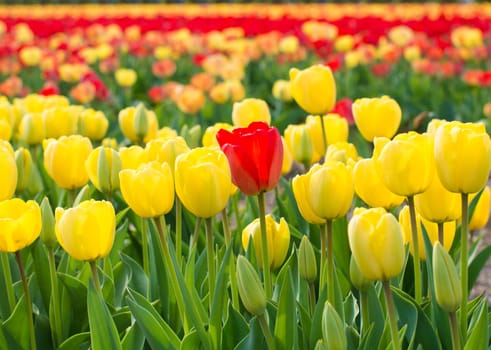 bright colorful yellow tulips in a garden
