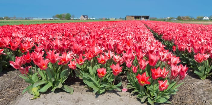 field with red tulips in the netherlands