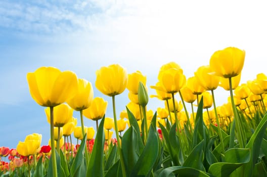 low angle view of a field with beautiful yellow tulips