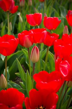 close-up of blooming red tulips in a garden