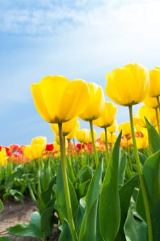 low angle view of a field with beautiful yellow tulips