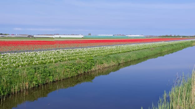 blooming red tulips next to a ditch