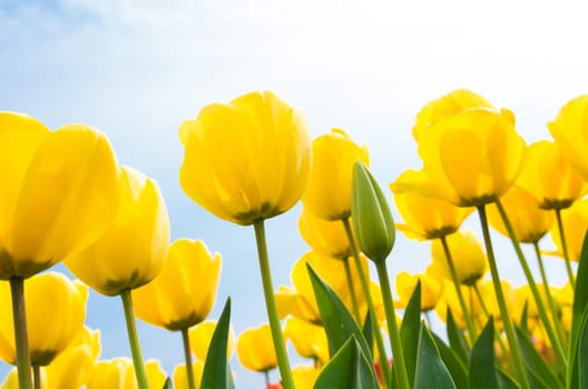 low angle view of a field with beautiful yellow tulips
