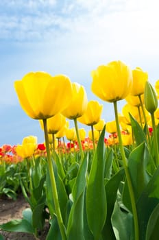 low angle view of a field with beautiful yellow tulips