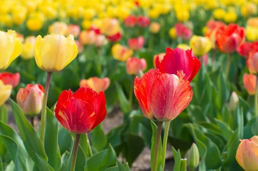 close-up of blooming tulips in a garden