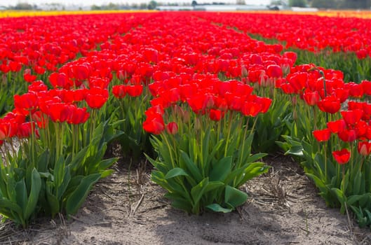 field with red tulips in the netherlands