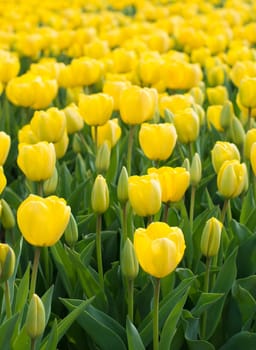 bright colorful yellow tulips in a garden
