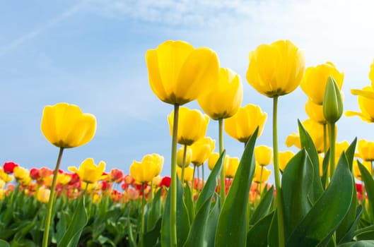 low angle view of a field with beautiful yellow tulips