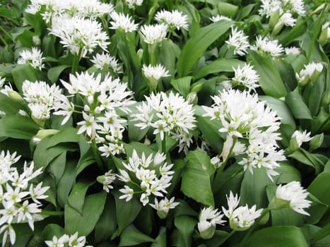 Blooming wild garlic