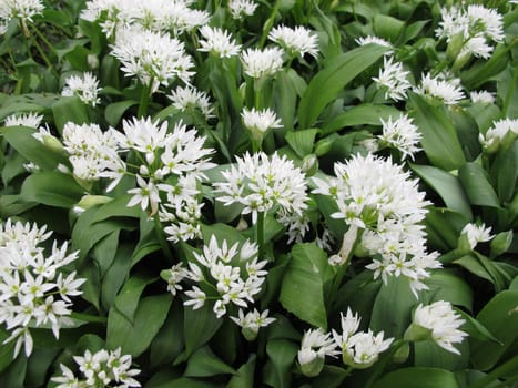 Blooming wild garlic
