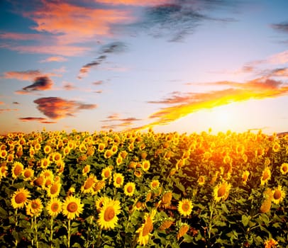 View of sunflowers field