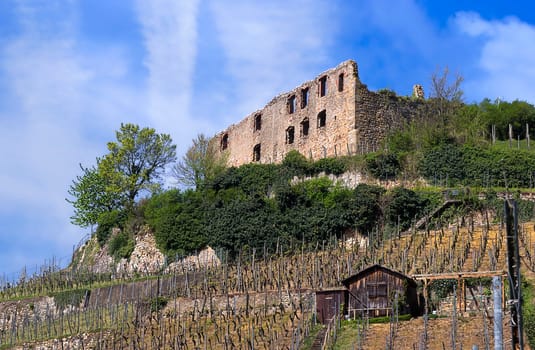 Staufen Castle with vineyard