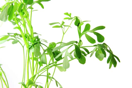 Wine-raw (Ruta graveolens) exempted against a white background