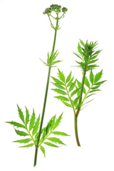 Valerian (Valeriana officinalis) flowering plant exposed against white background