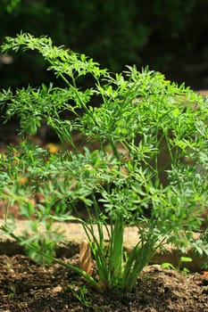 Mountain cumin or mountain laser herb (Laserpitium siler) plant in the open air (herbal bed),Germany