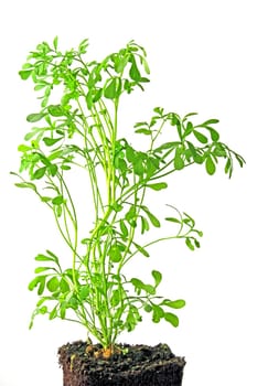 Wine-raw (Ruta graveolens) exempted against a white background