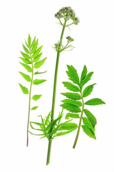 Valerian (Valeriana officinalis) flowering plant exposed against white background