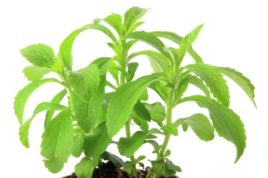 Stevia rebaudiana exempted against a white background