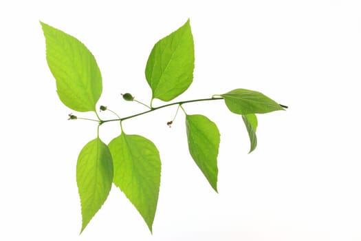 Zürgelbaum (Celtis australis) small branch with leaves cleared against a white background