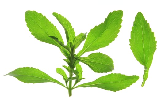 Stevia rebaudiana exempted against a white background