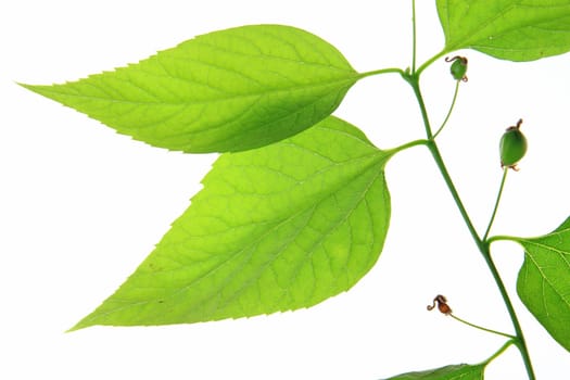 Zürgelbaum (Celtis australis) small branch with leaves cleared against a white background