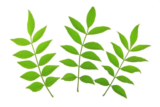 Leaves of Szechuan pepper (Zanthoxylum piperitum) exposed against a white background