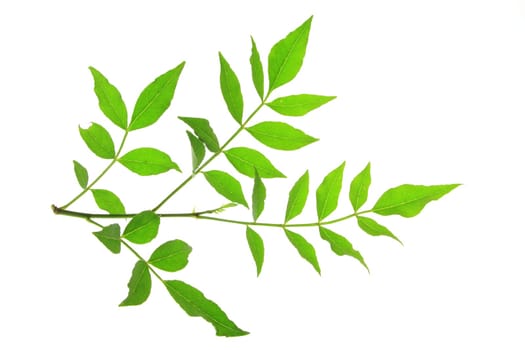 Leaves of Szechuan pepper (Zanthoxylum piperitum) exposed against a white background